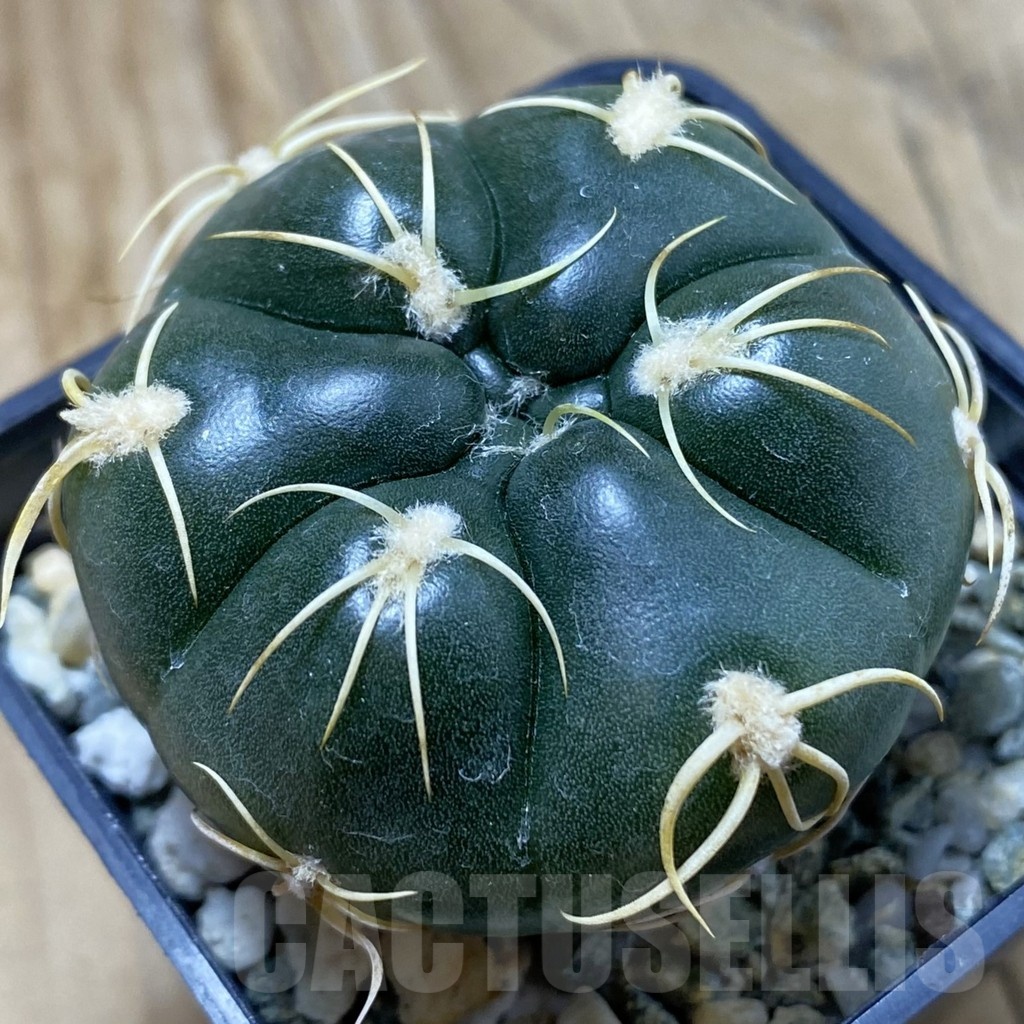 SH20985 Gymnocalycium denudatum ‘Kaiomaru’, seedling -Japan-