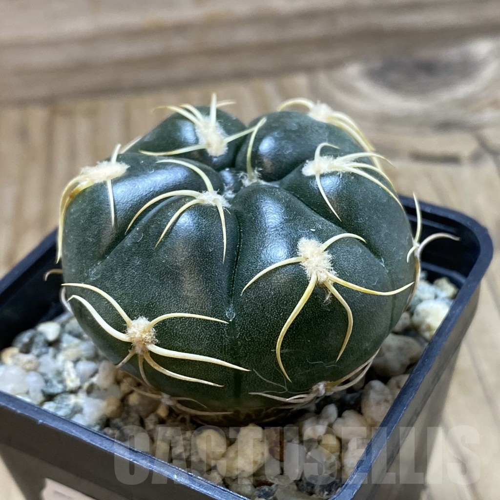 SH20985 Gymnocalycium denudatum ‘Kaiomaru’, seedling -Japan- - Image 2