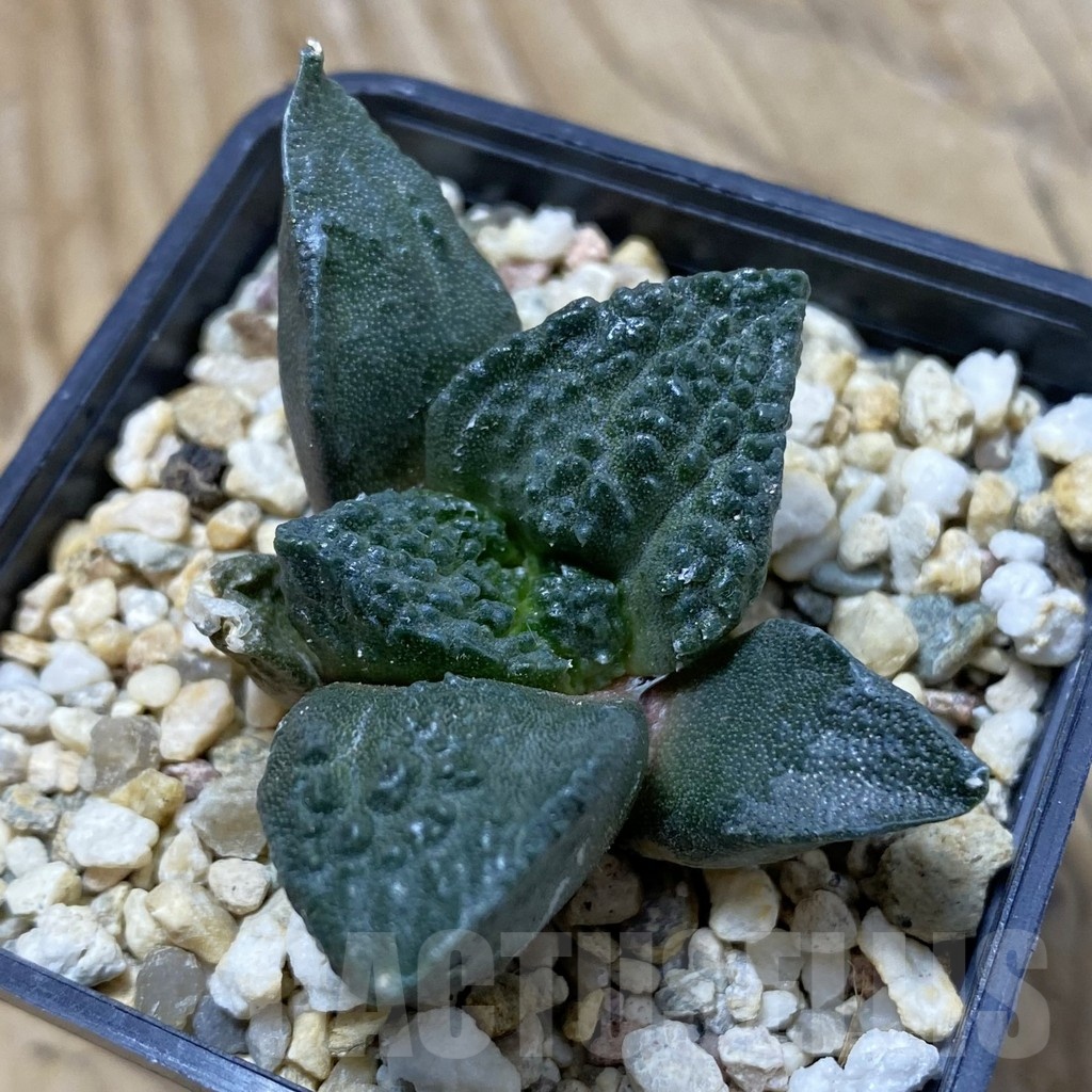 SH20987 Ariocarpus fissuratus ‘Godzilla’ hybrid, seedling