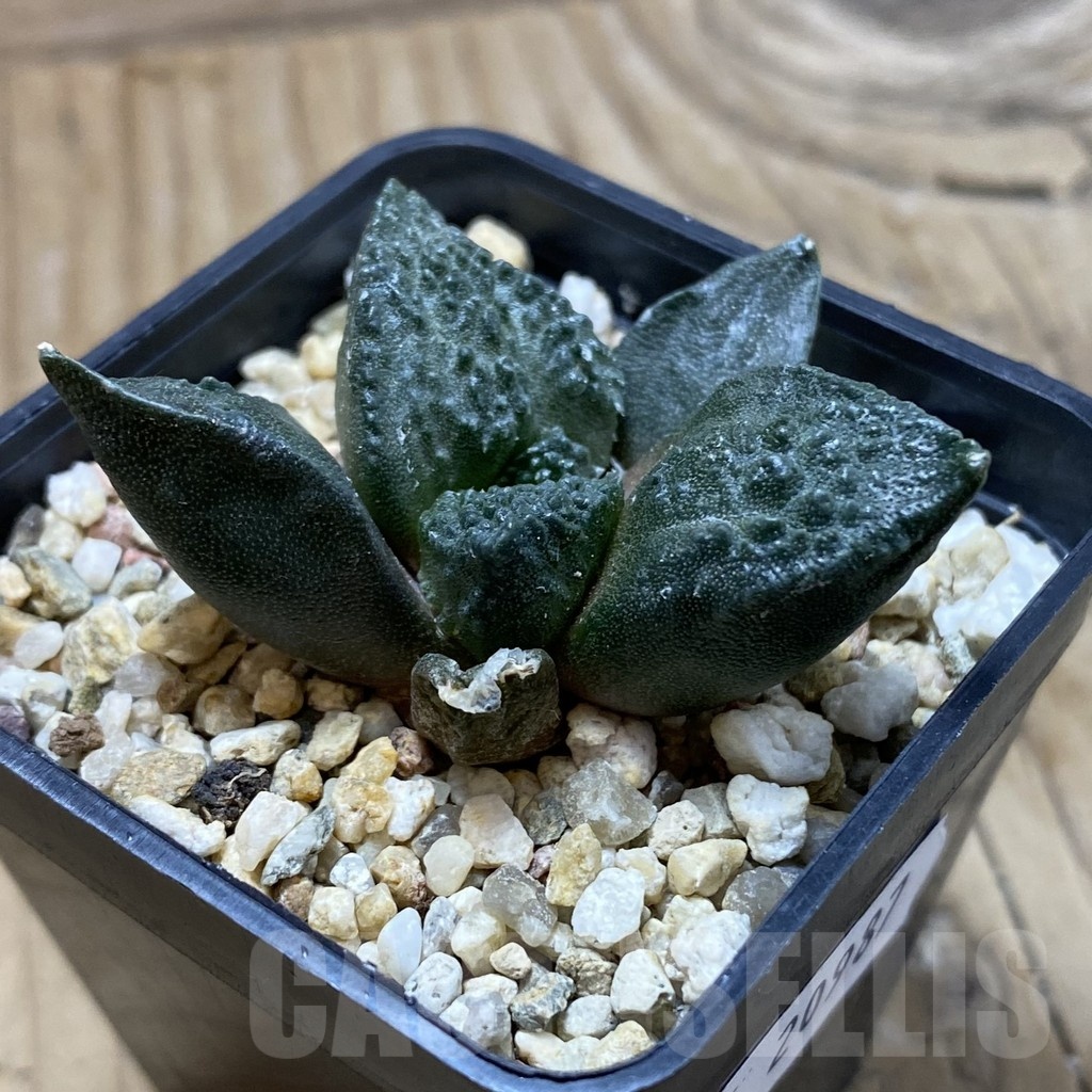 SH20987 Ariocarpus fissuratus ‘Godzilla’ hybrid, seedling - Image 2