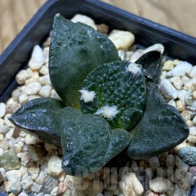 SH20988 Ariocarpus fissuratus ‘Godzilla’ hybrid, seedling