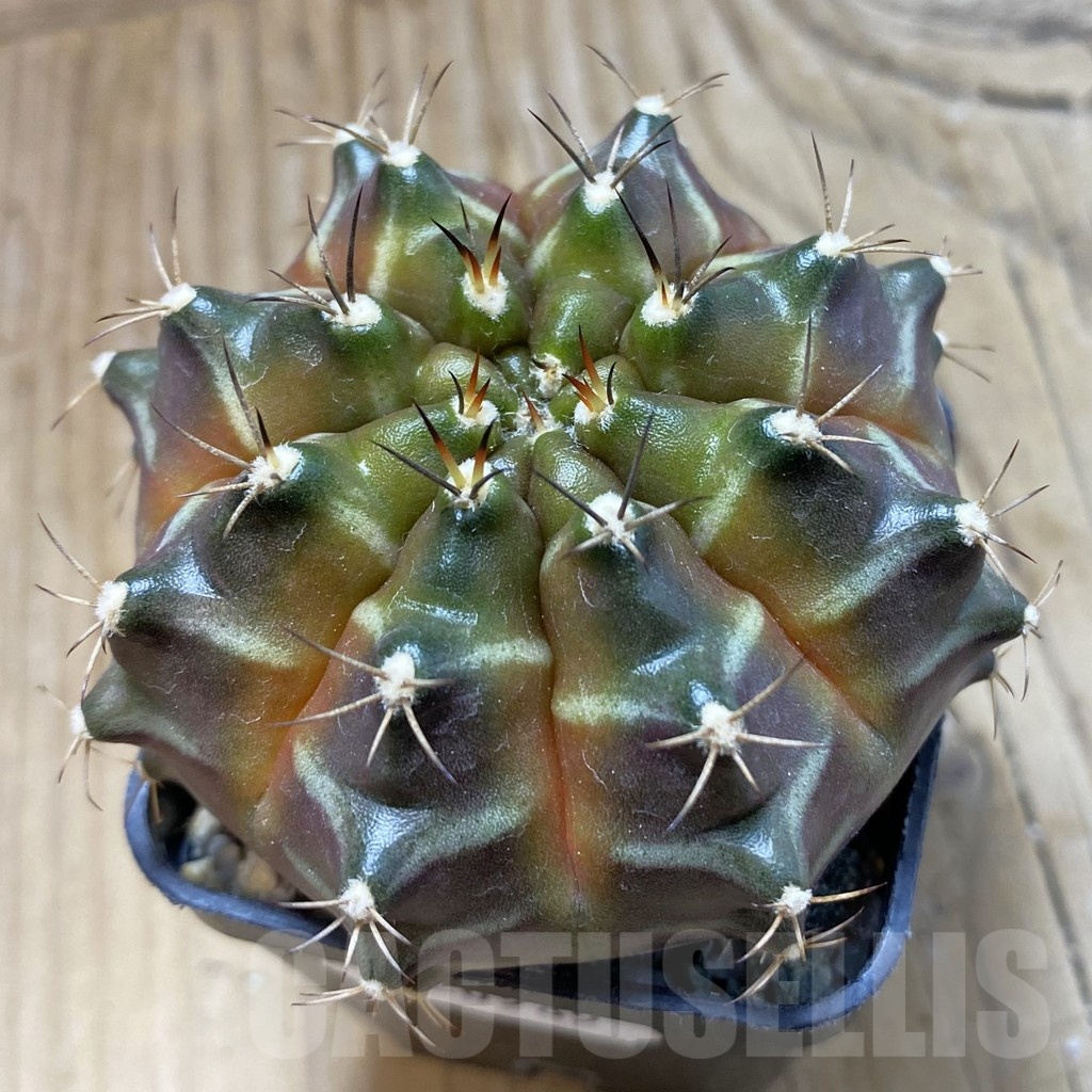 SH20989 Gymnocalycium mihanovichii ‘Black Widow’ x 'Neon', seedling