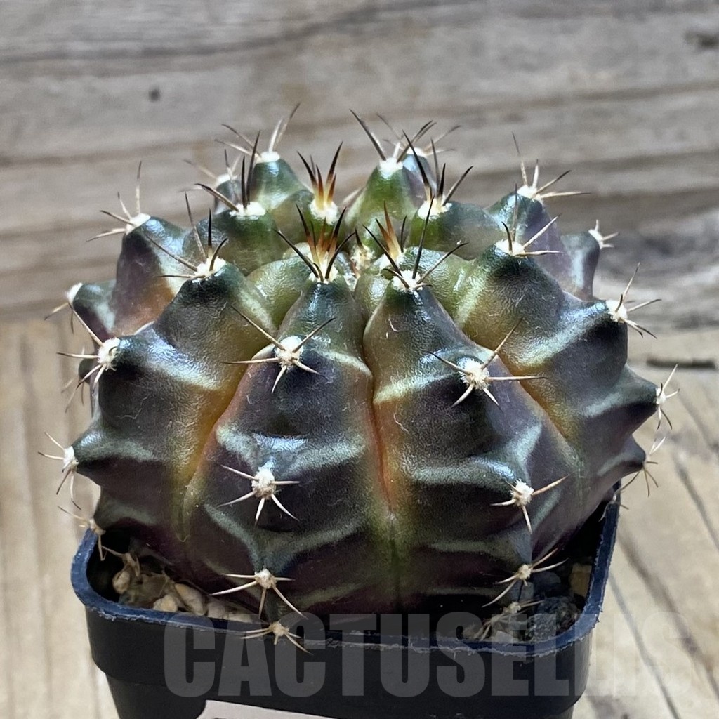 SH20989 Gymnocalycium mihanovichii ‘Black Widow’ x 'Neon', seedling - Image 2