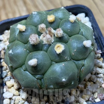 SH20990 Astrophytum asterias ‘Kikko’