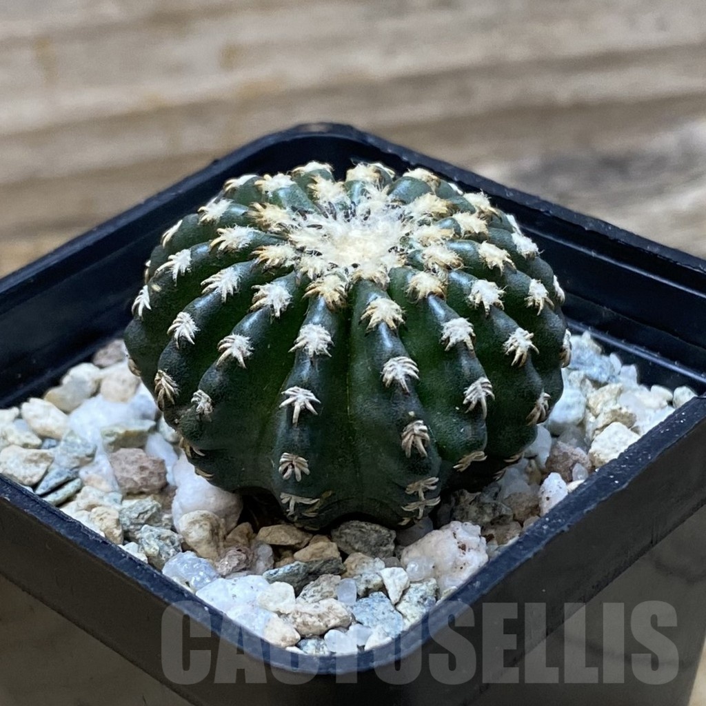 SH20942 Discocactus horstii - Image 2