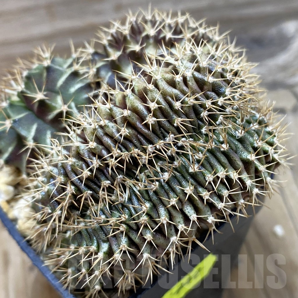 SH21004 Gymnocalycium mihanovichii f. cristata
