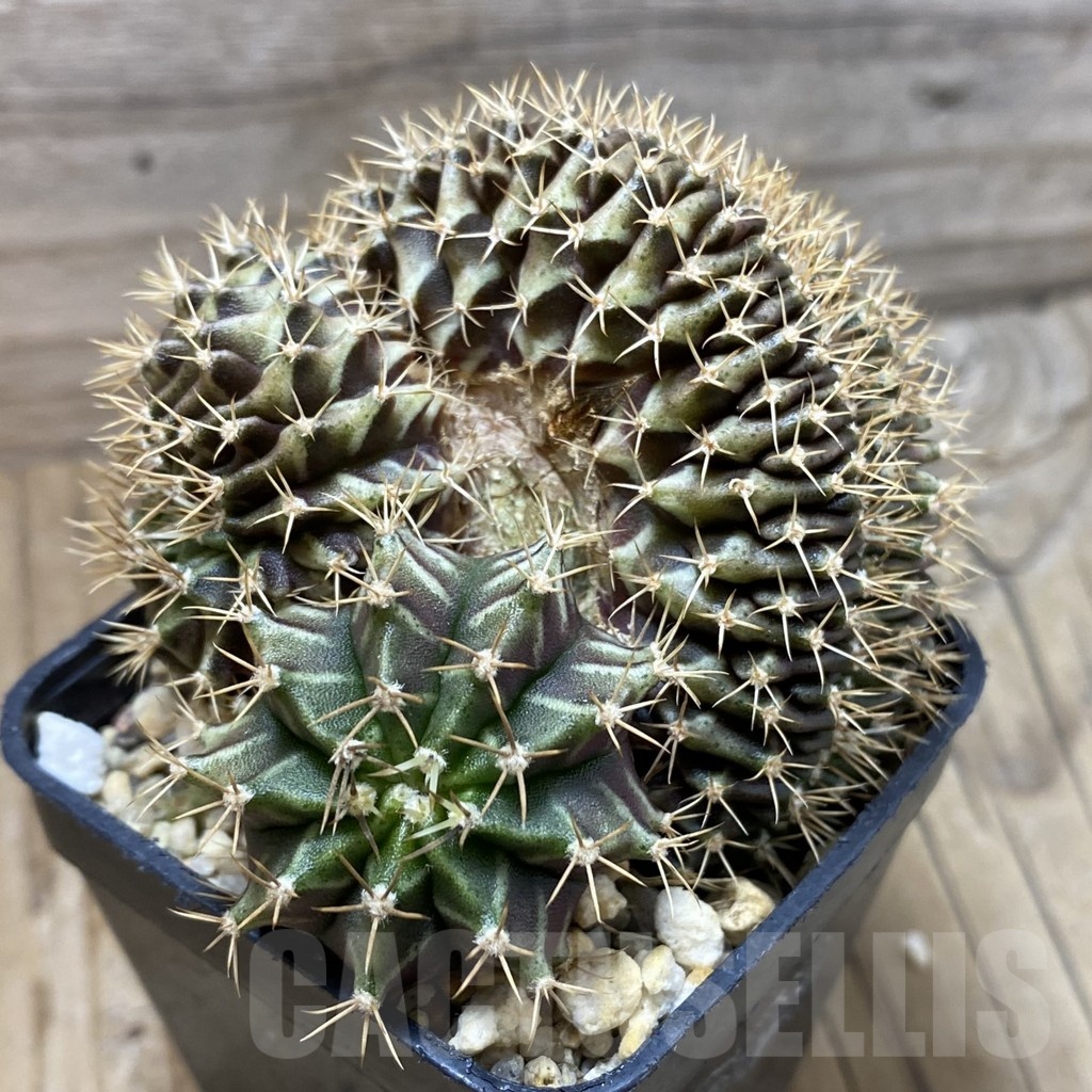 SH21004 Gymnocalycium mihanovichii f. cristata - Image 2