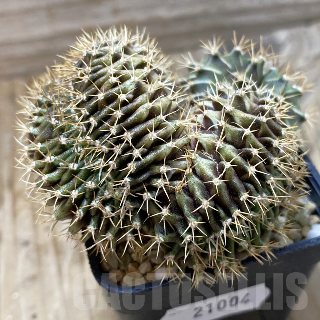 SH21004 Gymnocalycium mihanovichii f. cristata - Image 3