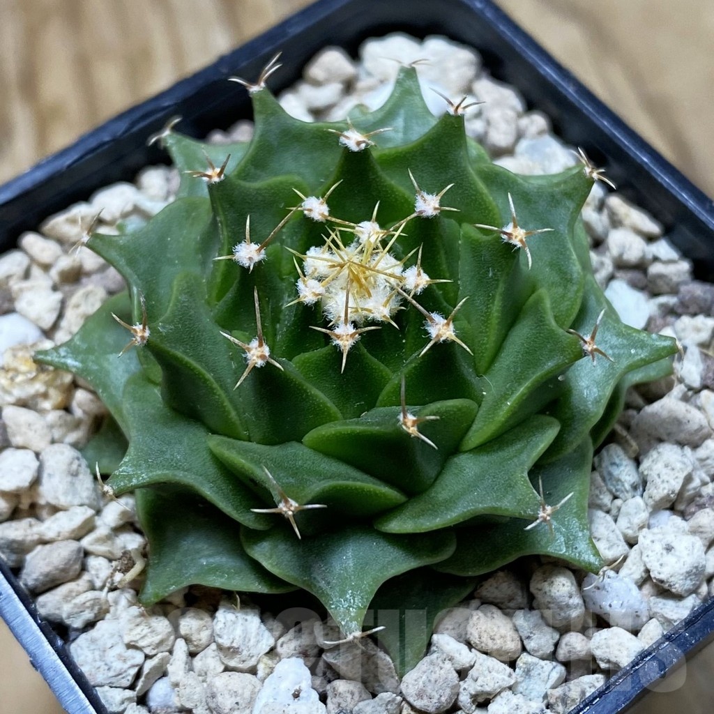 SH20945 Obregonia denegrii