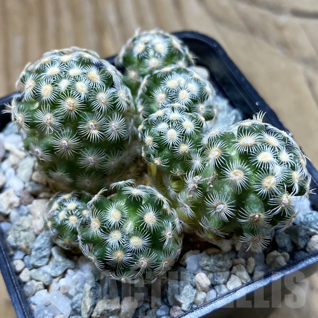 SH20948 Mammillaria saboae v. haudeana
