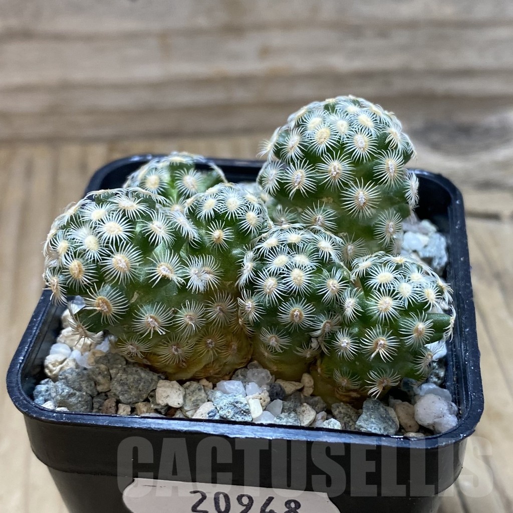 SH20948 Mammillaria saboae v. haudeana - Image 2