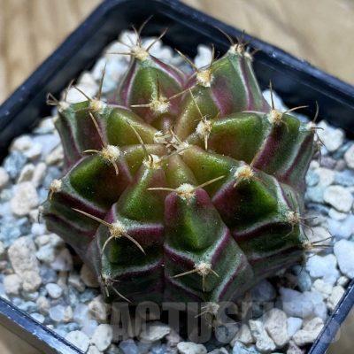 SH20955 Gymnocalycium mihanovichii ‘Neon’ hybrid