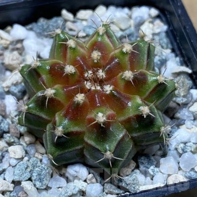 SH20956 Gymnocalycium mihanovichii ‘Neon’