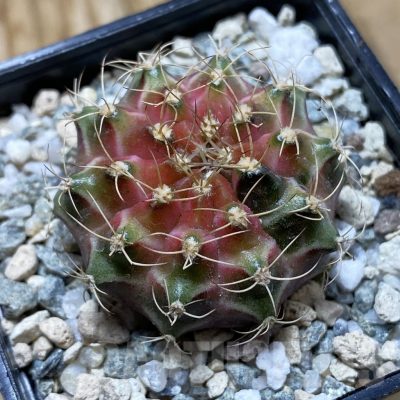 SH20958 Gymnocalycium mihanovichii ‘Neon’
