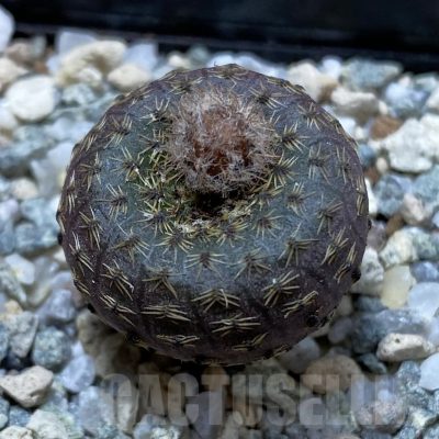 SH20939 Frailea phaeodisca