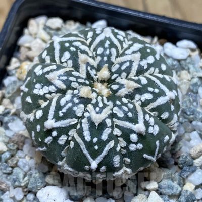SH20969 Astrophytum asterias ‘Super Kabuto’ V-type