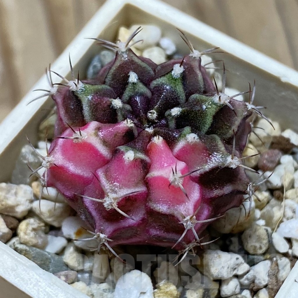 SH21042 Gymnocalycium mihanovichii f. variegata, seedling