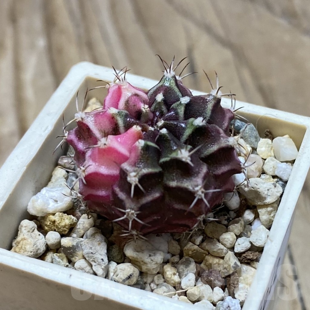 SH21042 Gymnocalycium mihanovichii f. variegata, seedling - Image 2