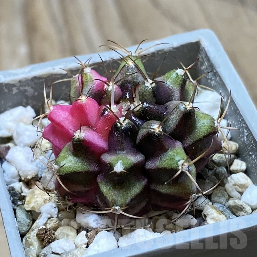 SH21046 Gymnocalycium mihanovichii f. variegata, seedling - Image 2