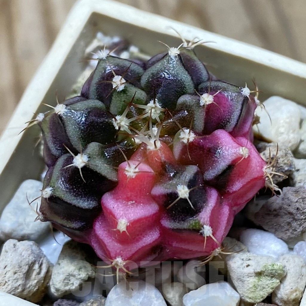 SH21047 Gymnocalycium mihanovichii f. variegata, seedling