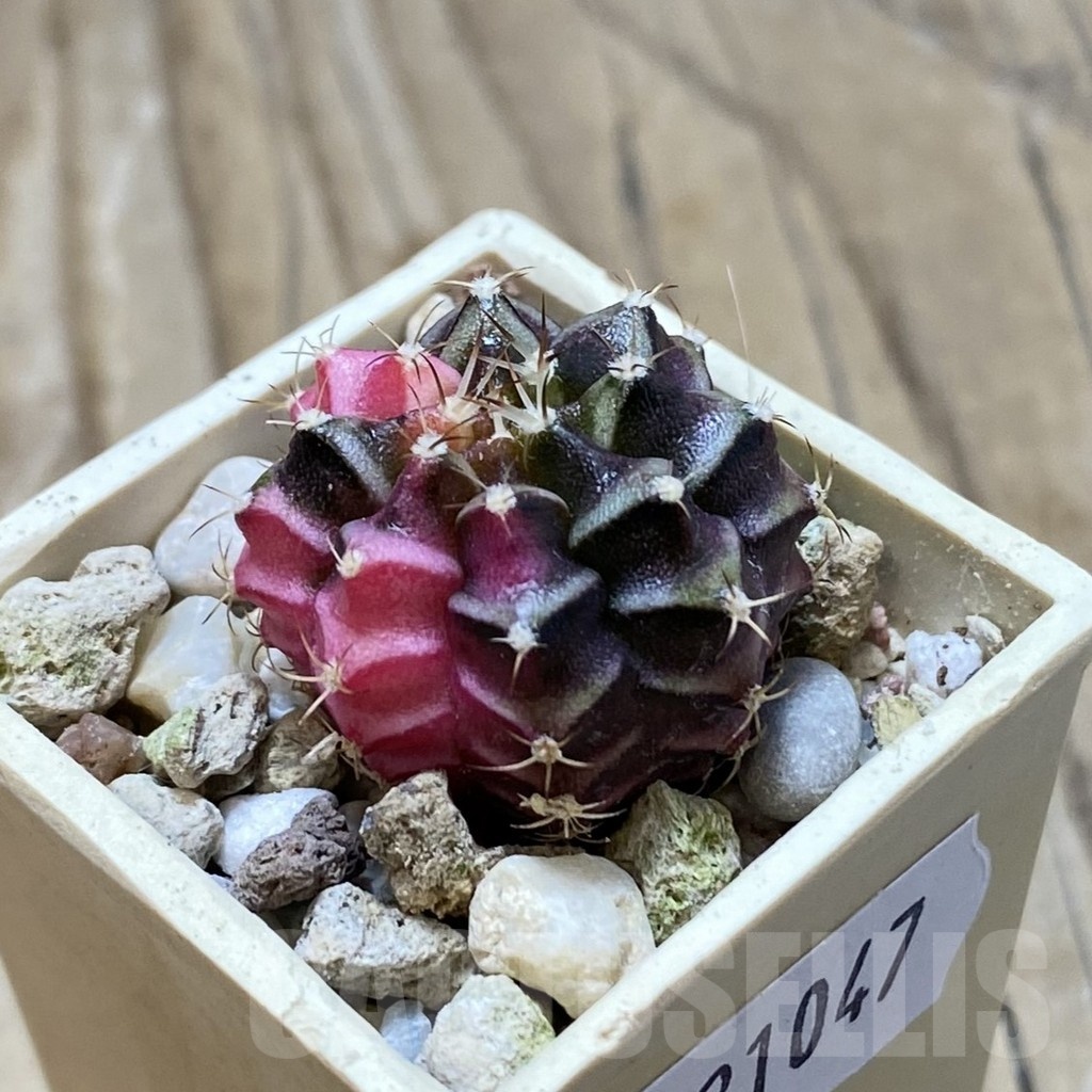SH21047 Gymnocalycium mihanovichii f. variegata, seedling - Image 2