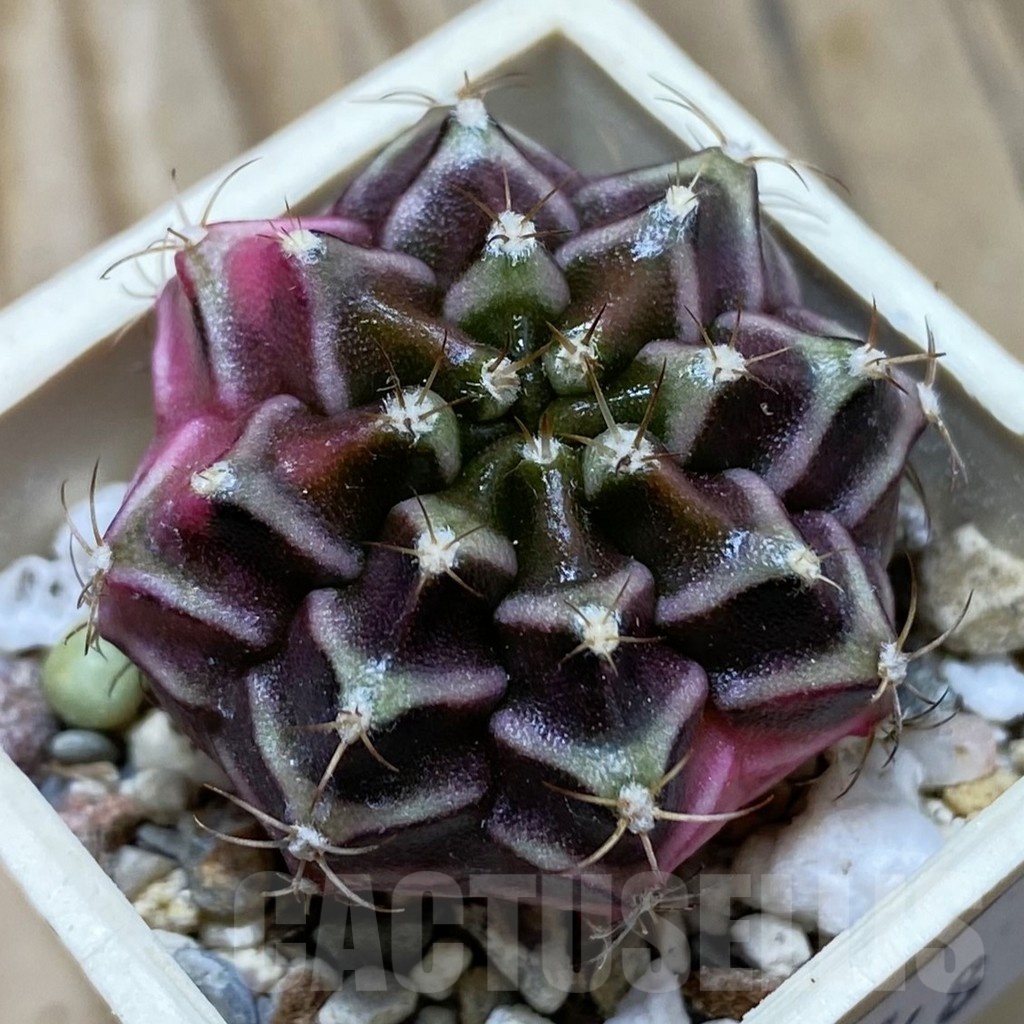SH21048 Gymnocalycium mihanovichii f. variegata, seedling