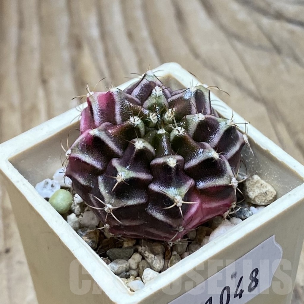SH21048 Gymnocalycium mihanovichii f. variegata, seedling - Image 2