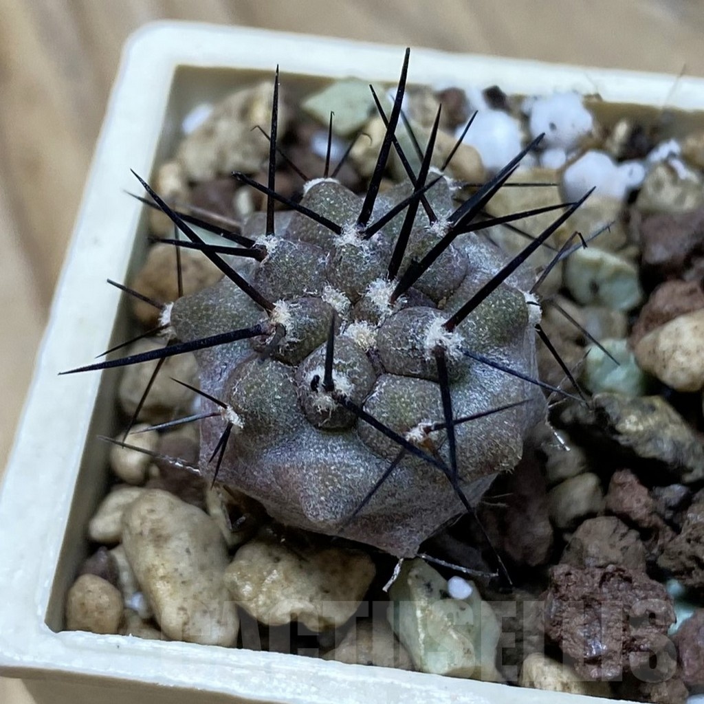 SH21050 Copiapoa cinerea GCG 15307