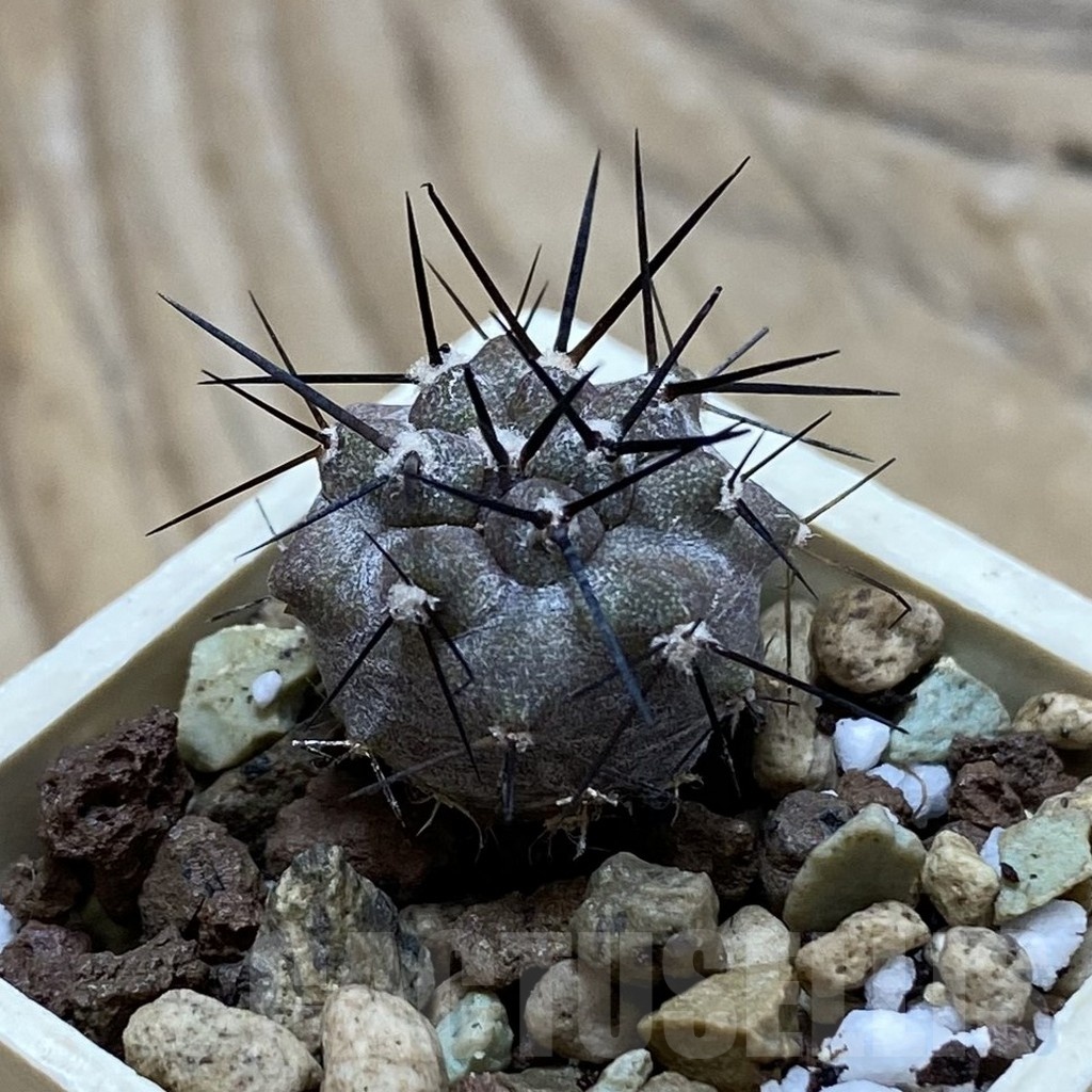 SH21050 Copiapoa cinerea GCG 15307 - Image 2