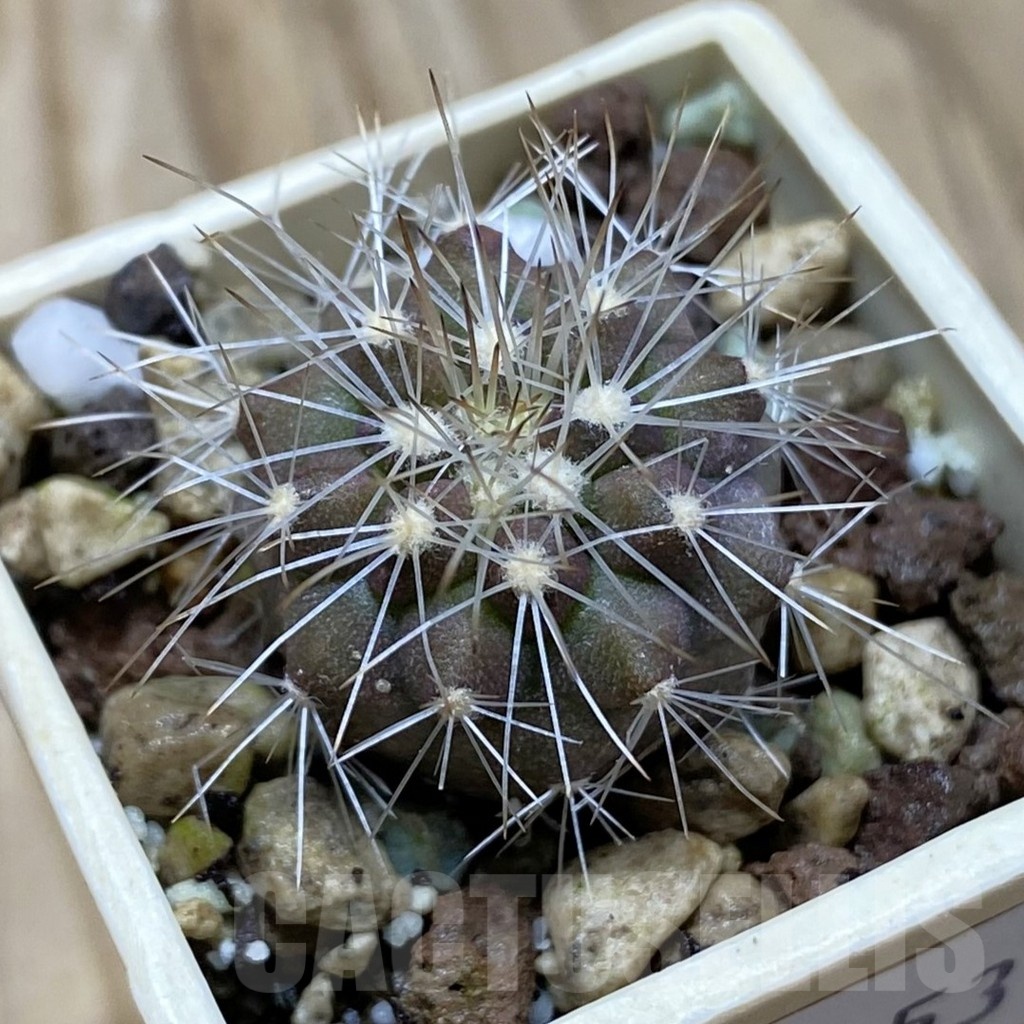 SH21053 Copiapoa scopulina GCG 15283