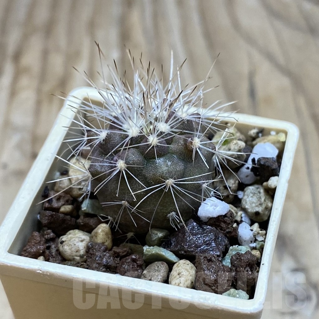 SH21053 Copiapoa scopulina GCG 15283 - Image 2
