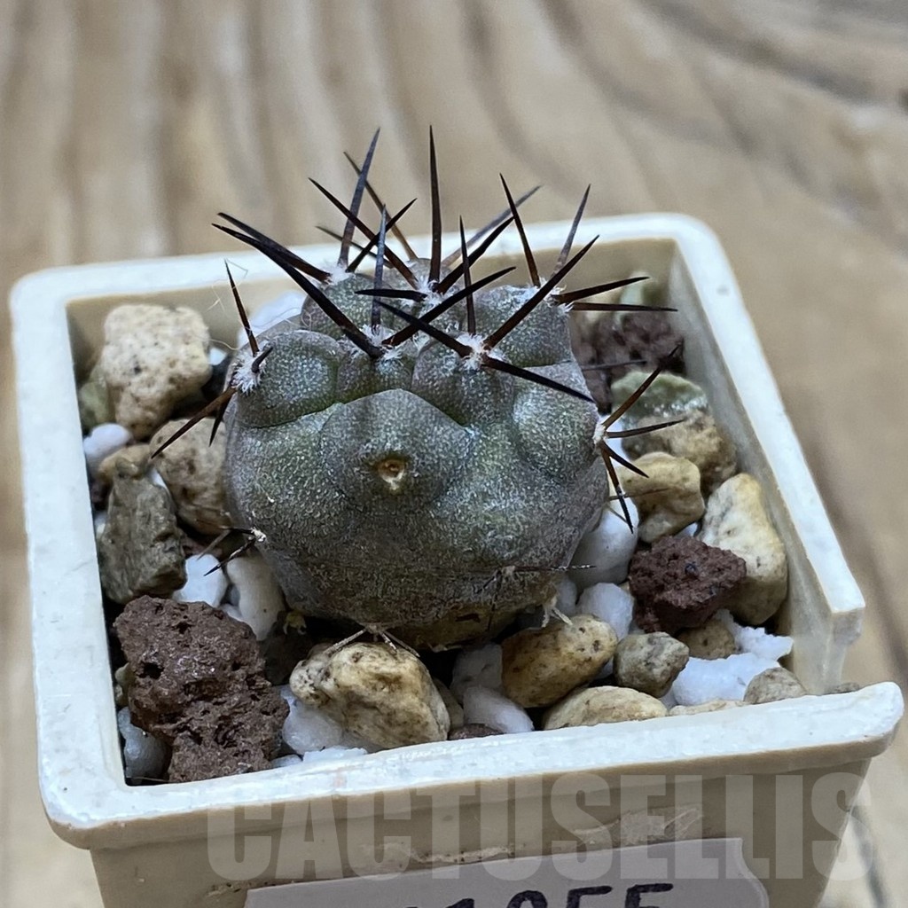 SH21055 Copiapoa cinerea horrida GCG 15311 - Image 2