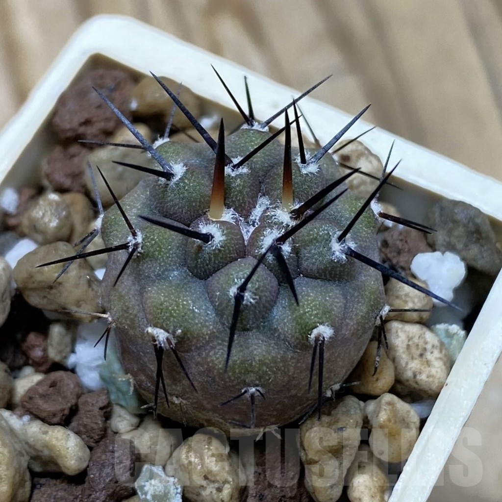 SH21059 Copiapoa cinerea f. 'ramosissima' GCG 15309