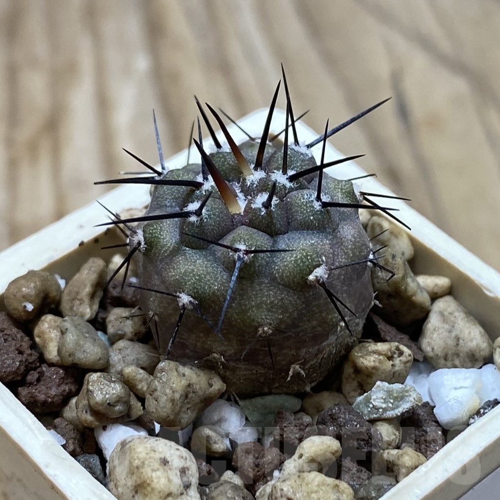 SH21059 Copiapoa cinerea f. 'ramosissima' GCG 15309 - Image 2