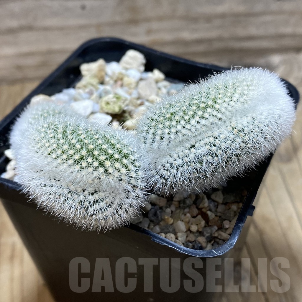 SH21011 Notocactus scopa v. canada f. cristata - Image 2