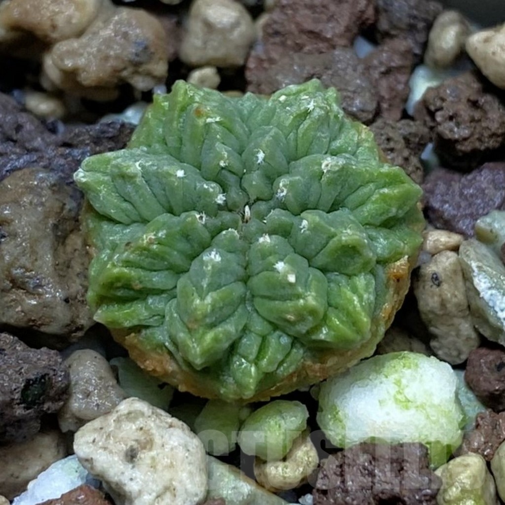 SH21071 Aztekium ritteri GCG 12629