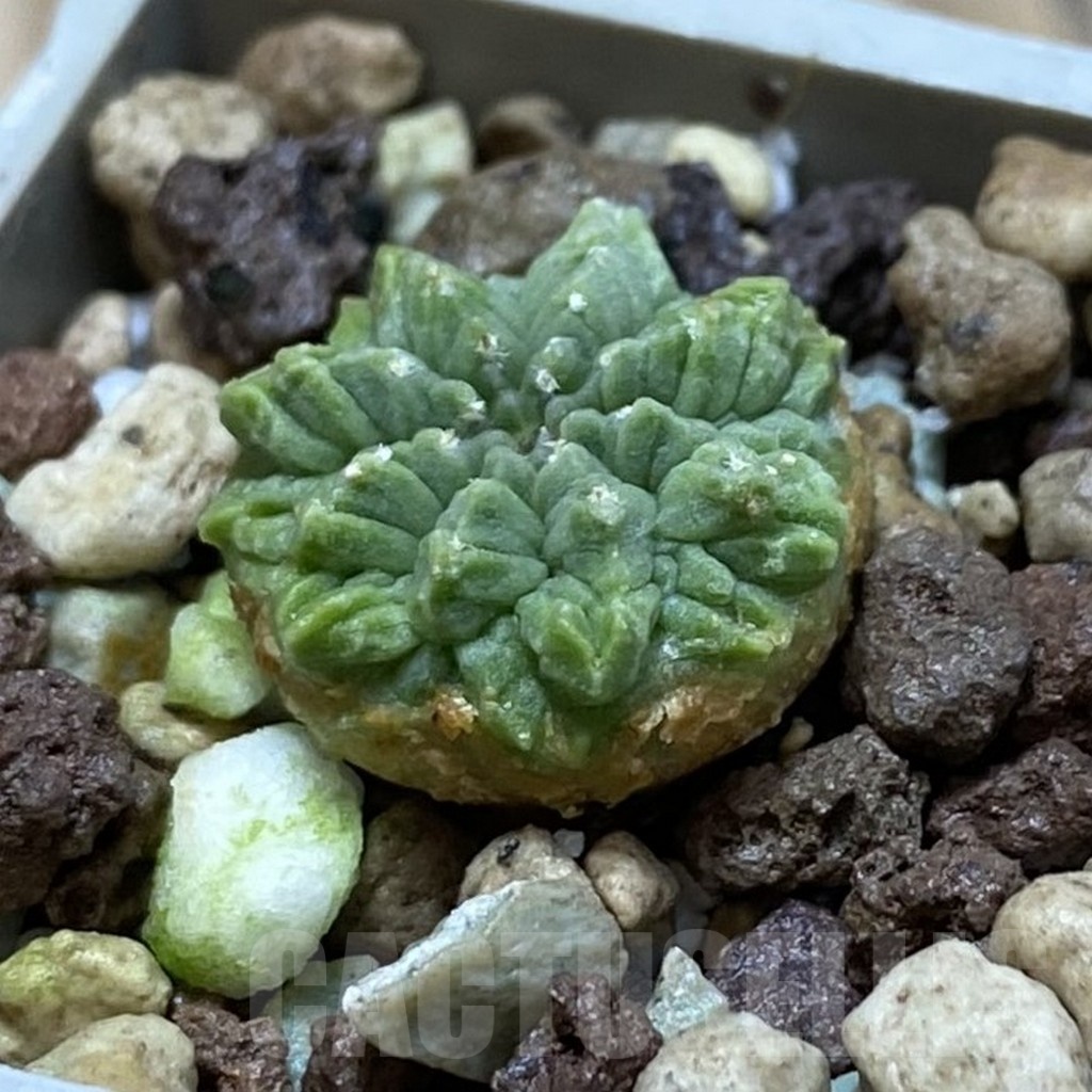 SH21071 Aztekium ritteri GCG 12629 - Image 2