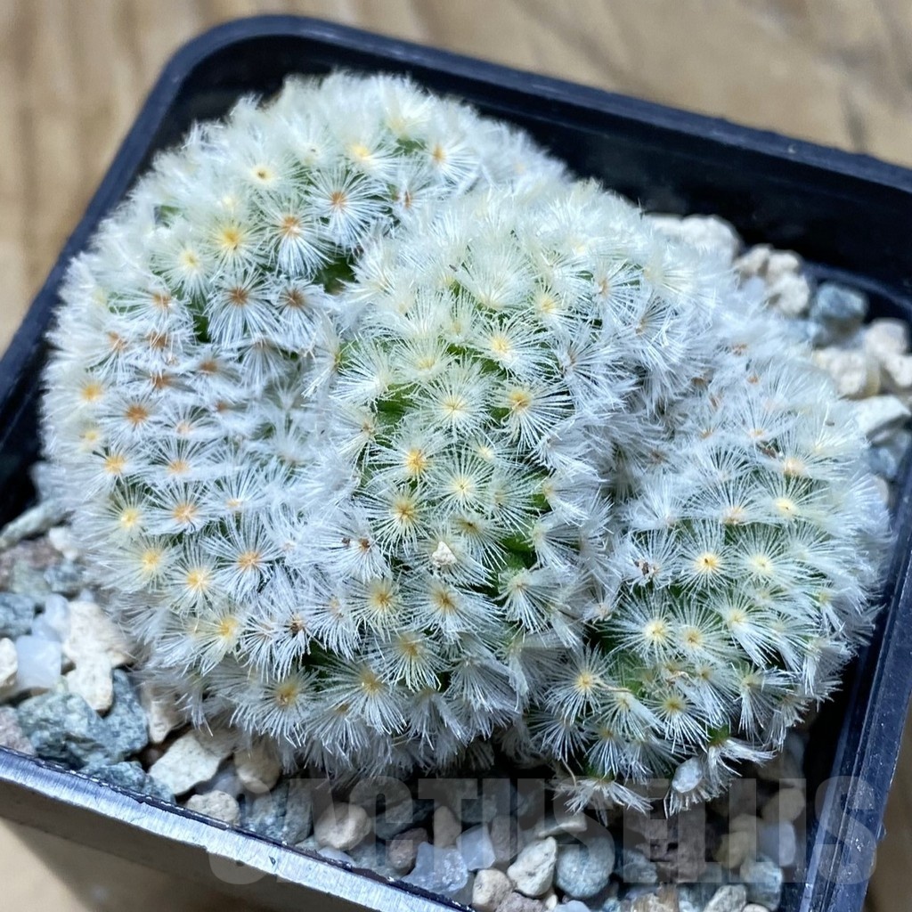 SH21015 Mammillaria carmenae f. cristata