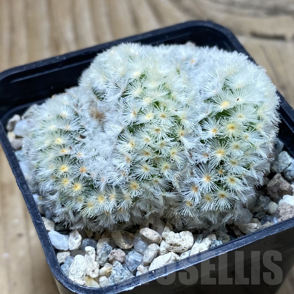 SH21015 Mammillaria carmenae f. cristata - Image 2