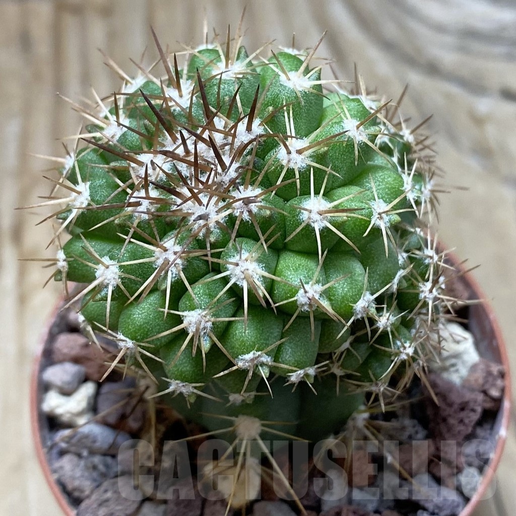 SH21020 Copiapoa cinerascens HR 1135, grafted