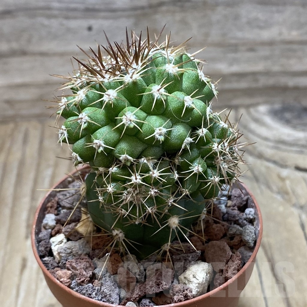 SH21020 Copiapoa cinerascens HR 1135, grafted - Image 2