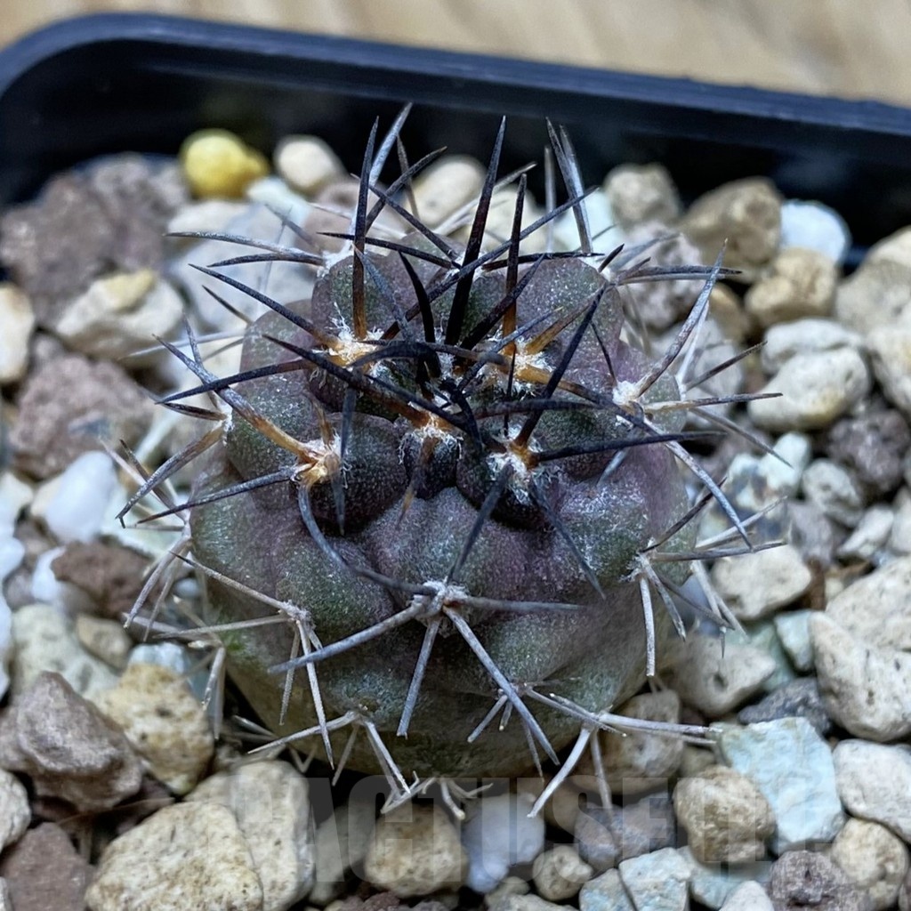 SH21027 Copiapoa griseoviolacea ASK 582