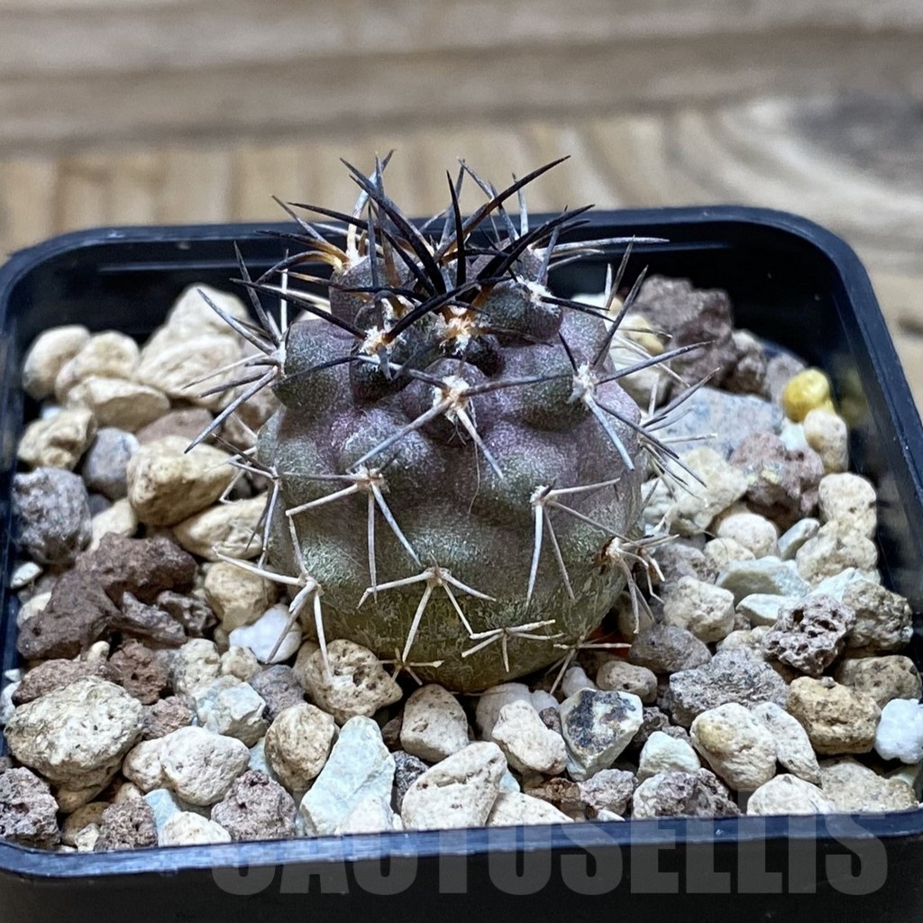 SH21027 Copiapoa griseoviolacea ASK 582 - Image 2
