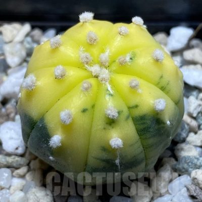 SH21031 Astrophytum asterias f. variegata