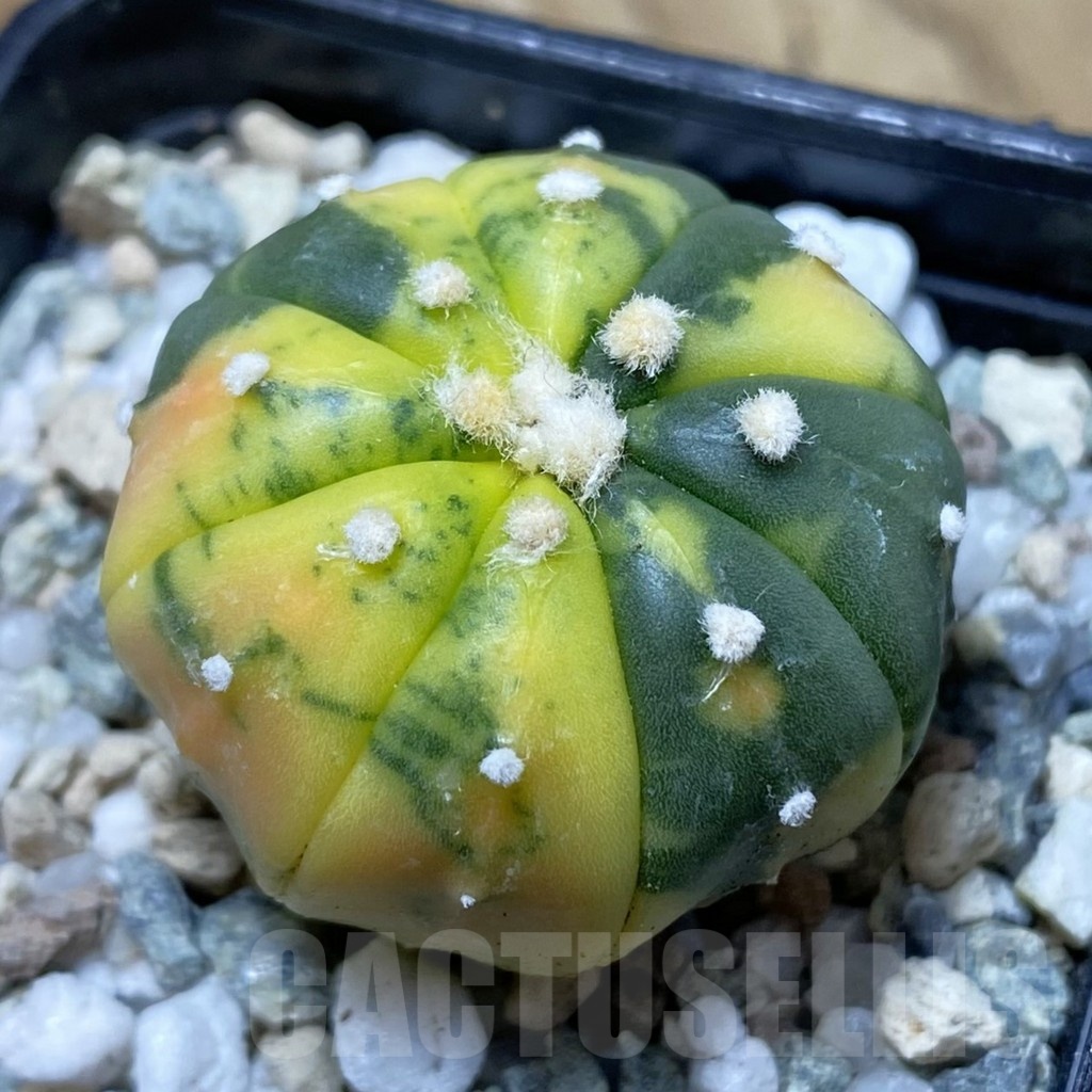 SH21033 Astrophytum asterias ‘Ooibo’ f. variegata