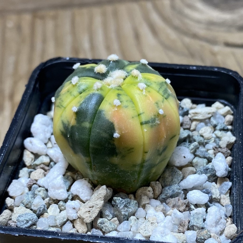 SH21033 Astrophytum asterias ‘Ooibo’ f. variegata - Image 2