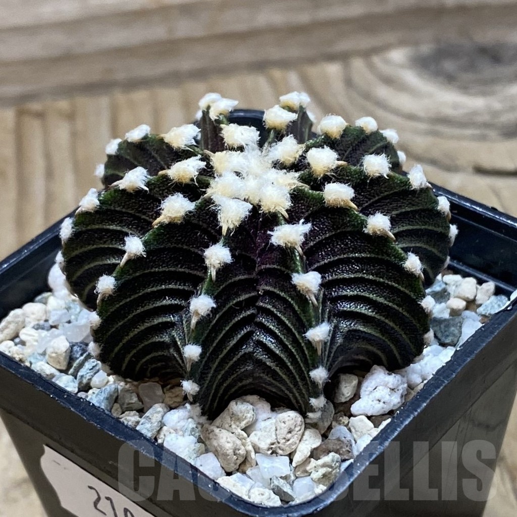 SH21034 Gymnocalycium friedrichii VOS1241 - Image 2