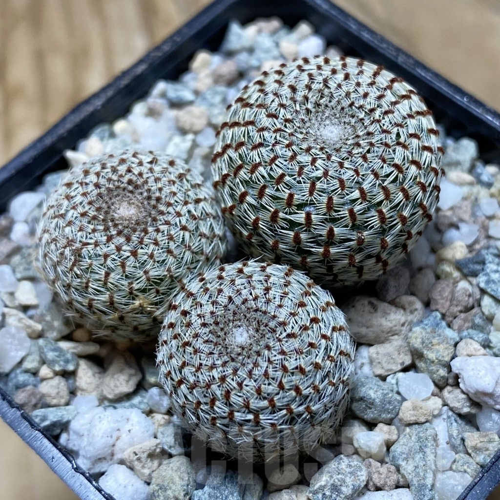 SH21171 Rebutia heliosa