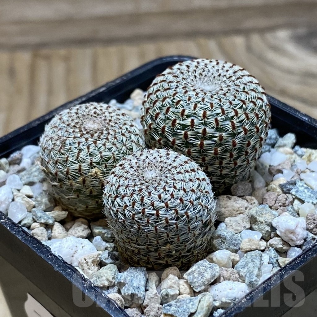 SH21171 Rebutia heliosa - Image 2
