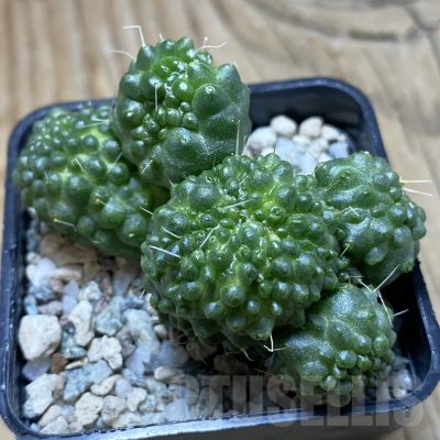 SH21172 Mammillaria spinosissima ‘Un Pico’ f. monstrosa